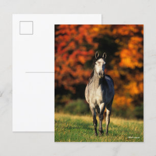 Grey Arab Standing Autumnal Background Postcard