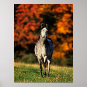 Grey Arab Standing Autumnal Background Poster