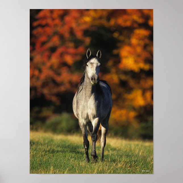 Grey Arab Standing Autumnal Background Poster (Front)