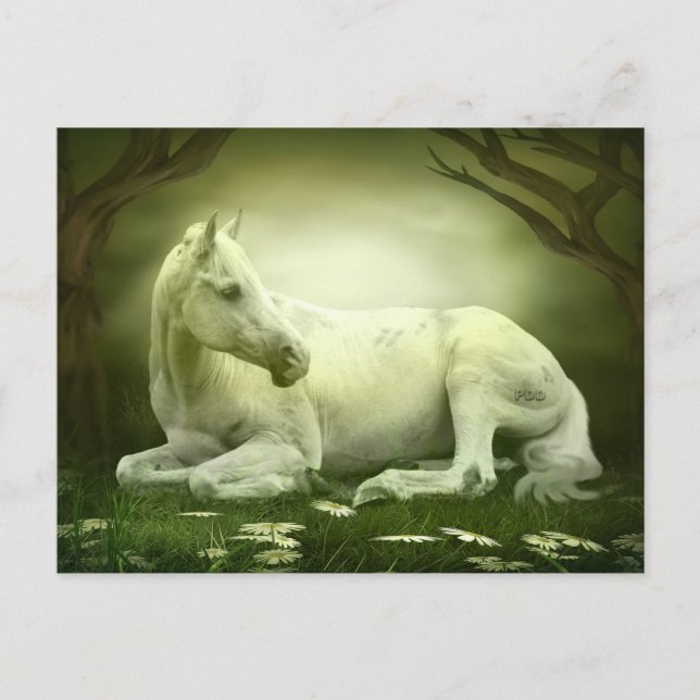 Grey Arabian Horse Postcard (Front)