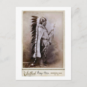 Grey Bear 1880 Postcard