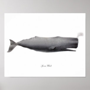 Grey Black and white art print Sperm Whale #12