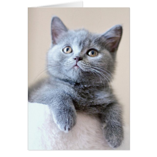 Grey British Shorthair Cat (Front)