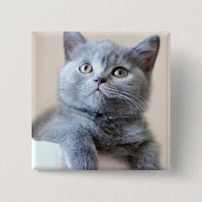 Grey British Shorthair Cat 15 Cm Square Badge (Front)