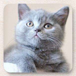 Grey British Shorthair Cat Coaster