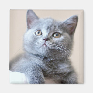 Grey British Shorthair Cat Magnet
