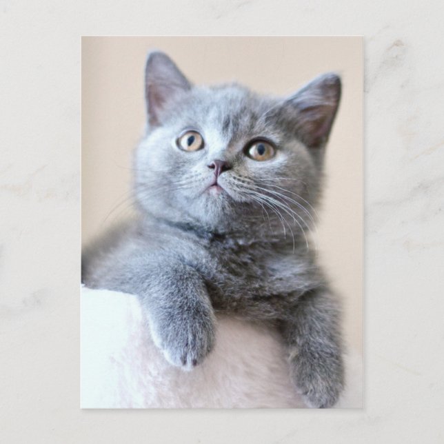 Grey British Shorthair Cat Postcard (Front)