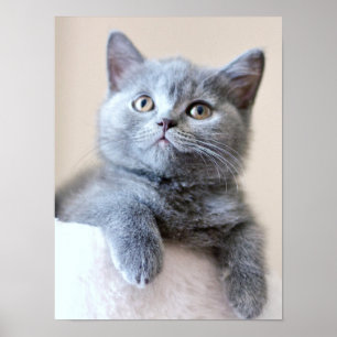 Grey British Shorthair Cat Poster