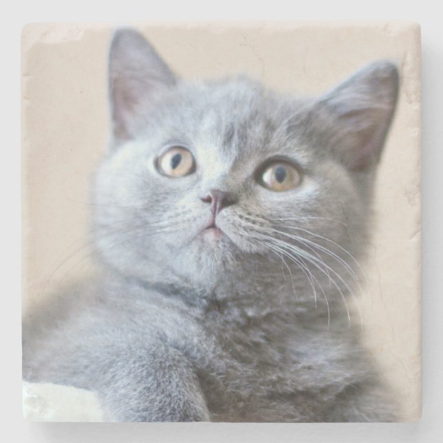 Grey British Shorthair Cat Stone Coaster (Front)
