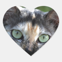 Grey Brown White Cat with Green Eyes