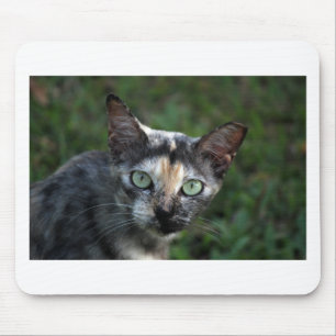 Grey Brown White Cat with Green Eyes Mouse Pad