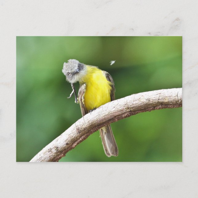 Grey-capped Flycatcher Postcard (Front)