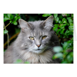Grey Cat