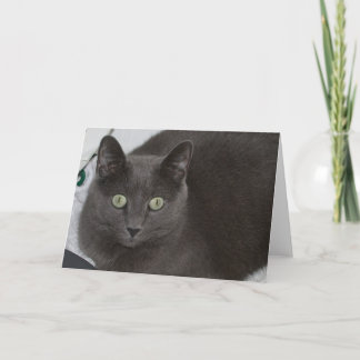 Grey Cat Card