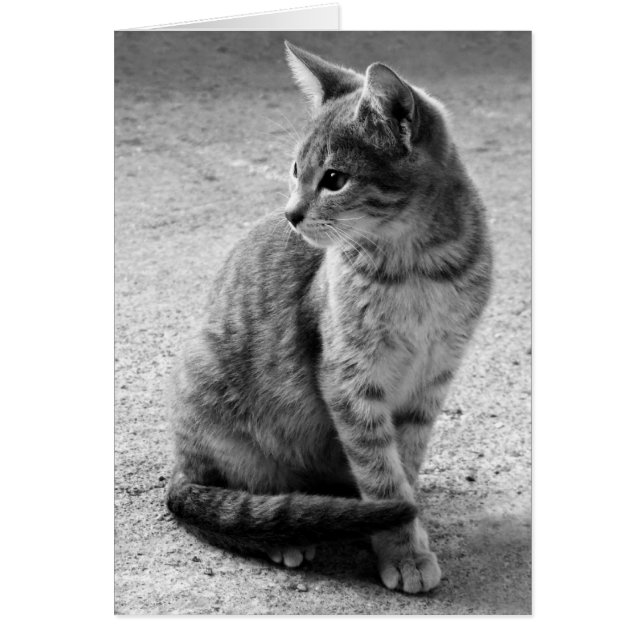 Grey Cat Card (Front)