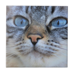 Grey Cat Ceramic Tile