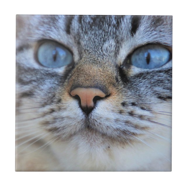 Grey Cat Ceramic Tile (Front)