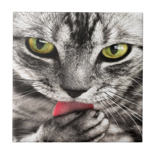 Grey cat ceramic tile