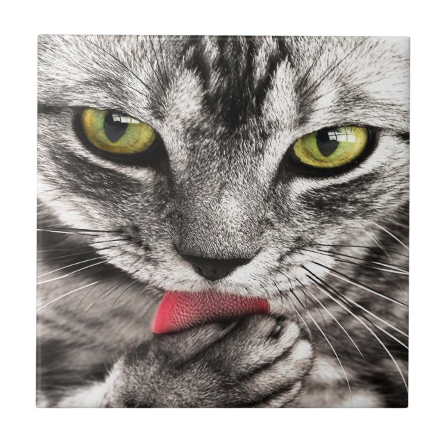 Grey cat ceramic tile (Front)
