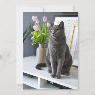 Grey Cat in an office. Holiday Card