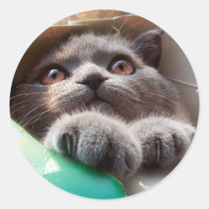 Grey cat in cardboard box classic round sticker
