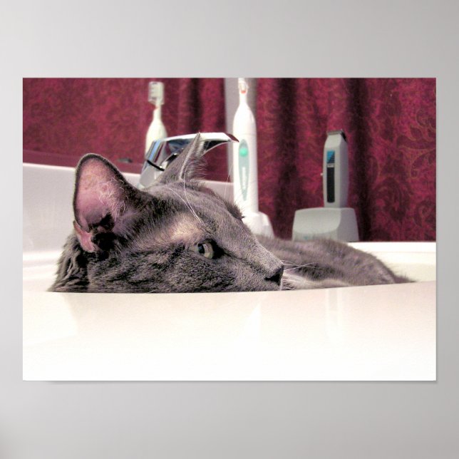 Grey Cat in Sink Poster (Front)