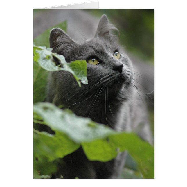 Grey Cat in the Garden (Front)