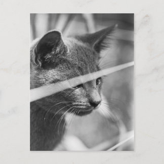 Grey Cat in the Grass Postcard