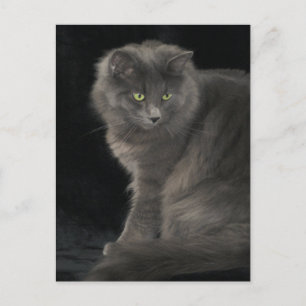 Grey Cat Long Hair Russian Blue Kitty Kitten Cute  Postcard