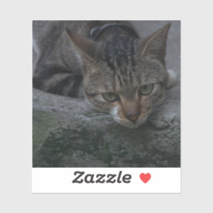 Grey Cat Looking