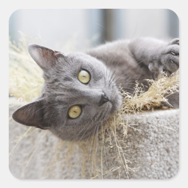 Grey Cat Lying in Pot, Olargues, Herault, France Square Sticker (Front)