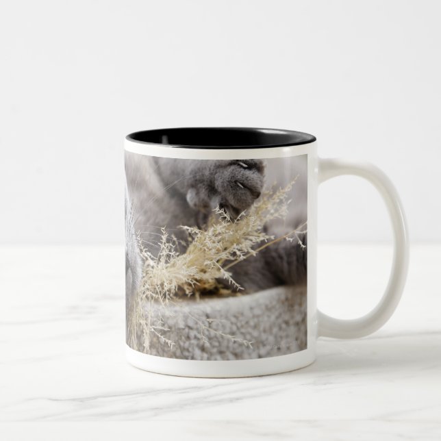 Grey Cat Lying in Pot, Olargues, Herault, France Two-Tone Coffee Mug (Right)
