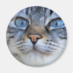 Grey Cat Magnet