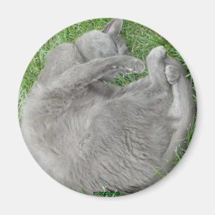 Grey cat nap magnet