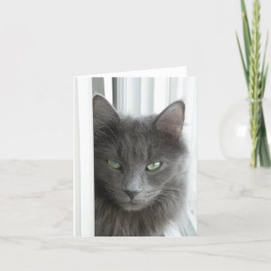 Grey cat note card