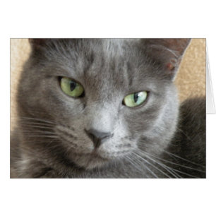 Grey cat note card