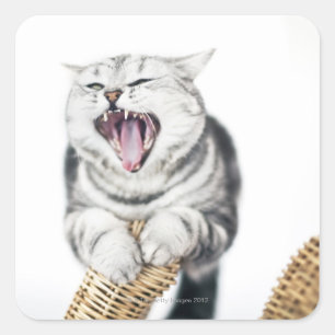 grey cat on white background square sticker
