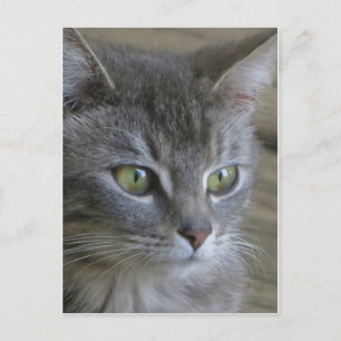 Grey Cat Portrait Postcard