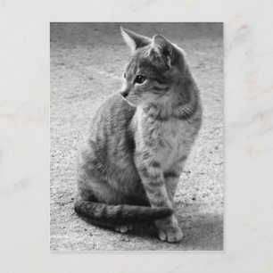 Grey Cat Postcard