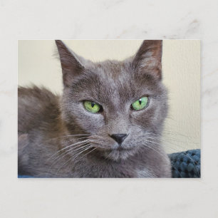 Grey cat postcard