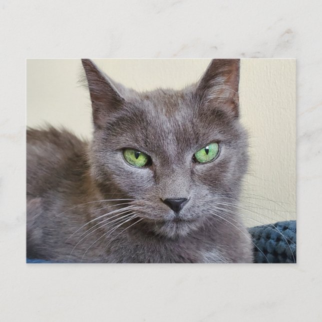 Grey cat postcard (Front)