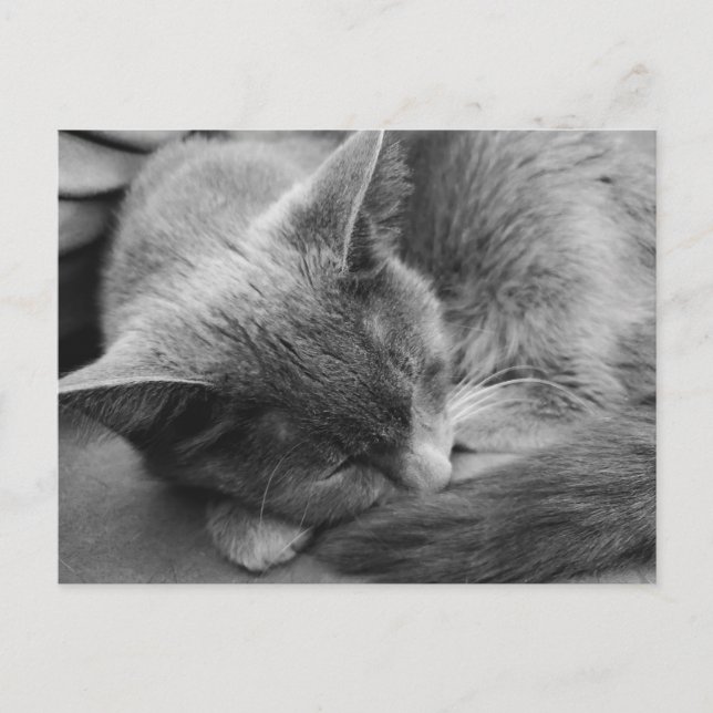 Grey cat postcard (Front)