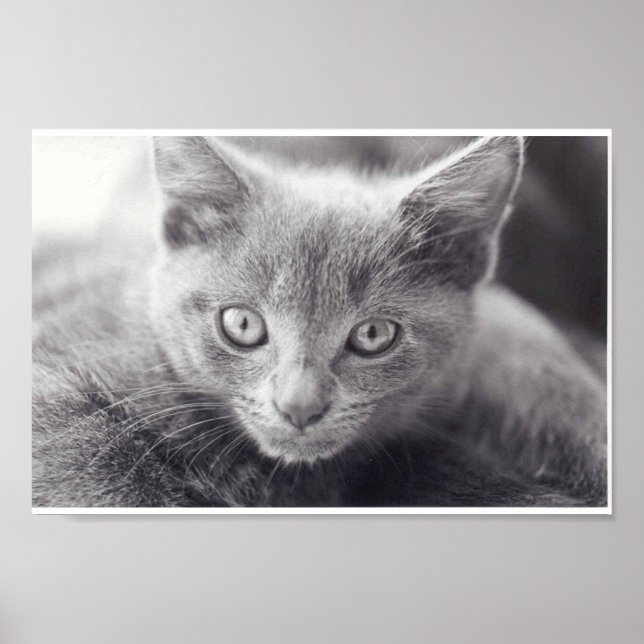 Grey Cat Poster (Front)