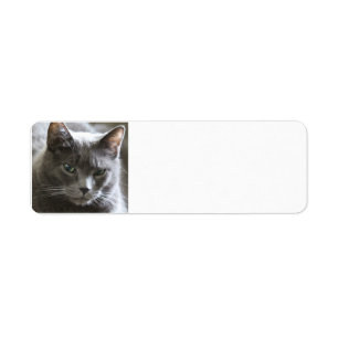 Grey cat return address label