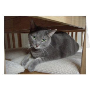 Grey Cat/Russian Blue