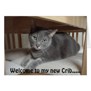 Grey Cat/Russian Blue