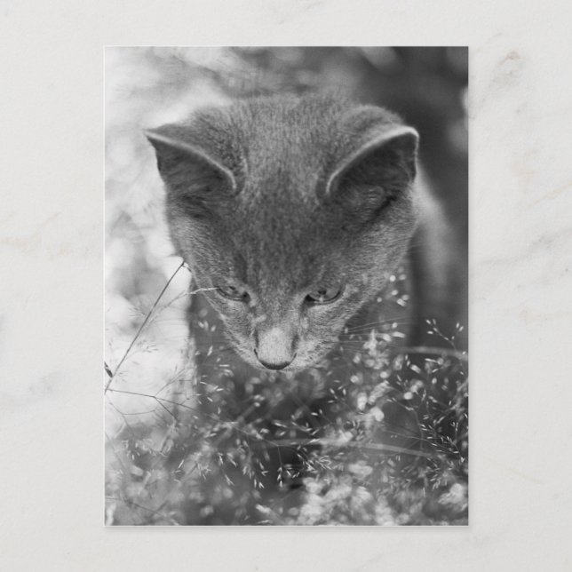 Grey Cat Stalking Postcard (Front)