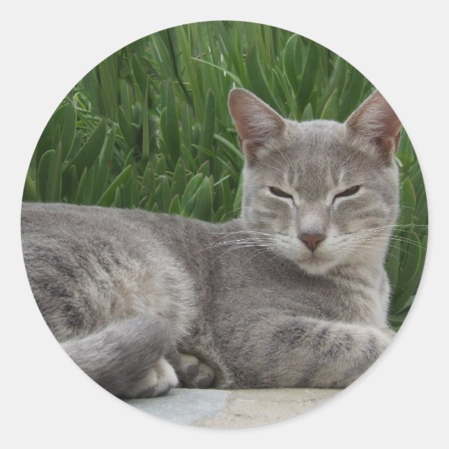Grey Cat Stickers (Front)