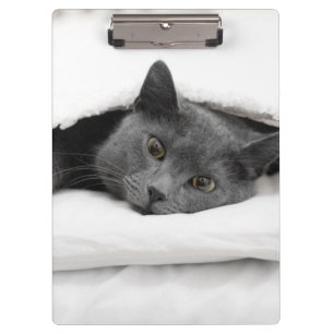 Grey Cat Under White Blanket Clipboard