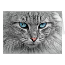 Grey Cat w/Blue Eyes